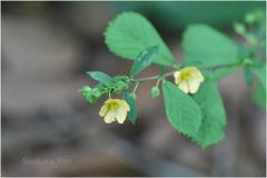 Sida rhombifolia subsp. retusa